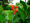 Mocsári kanna (Canna palustris)
